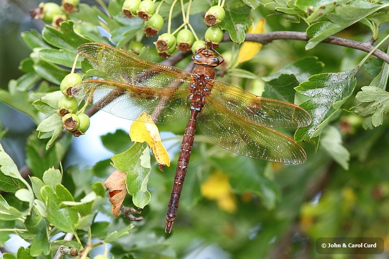 J01_3504 Aeshna grandis.JPG